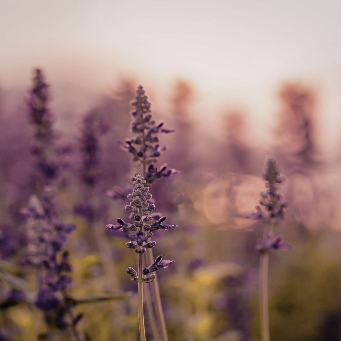 Vegane Haarseife Lavendel, plastikfrei, hergestellt in Berlin