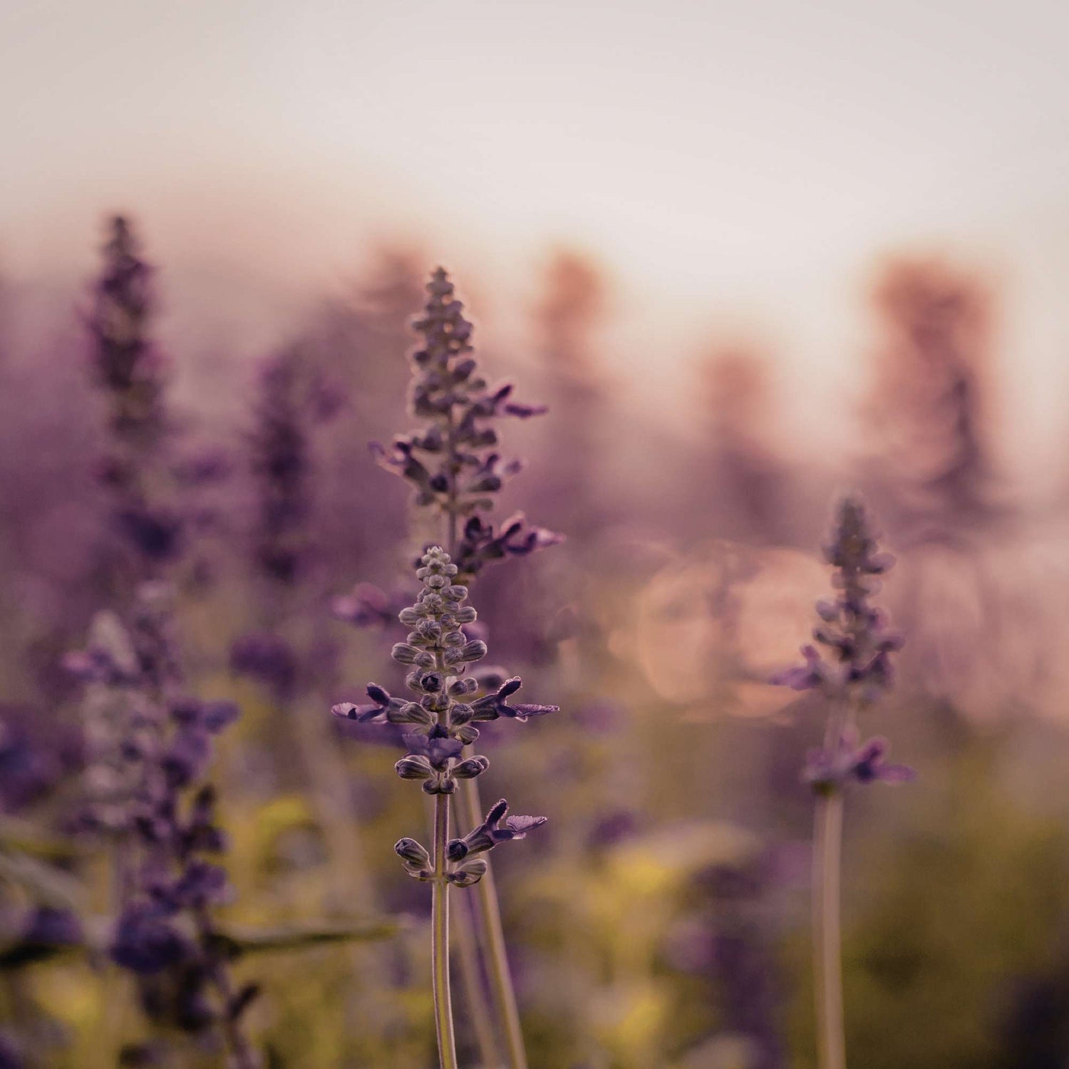 Vegane Haarseife Lavendel, plastikfrei, hergestellt in Berlin